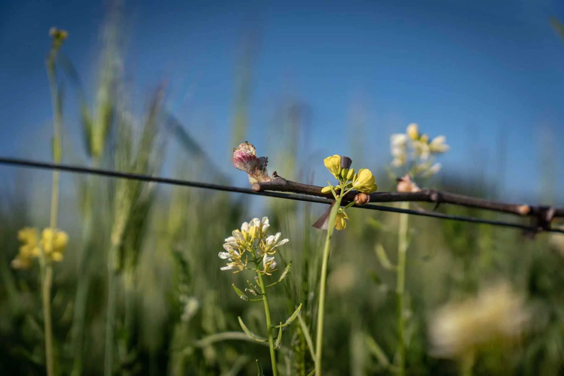 Paix Sur Terre | Paso Robles tasting room